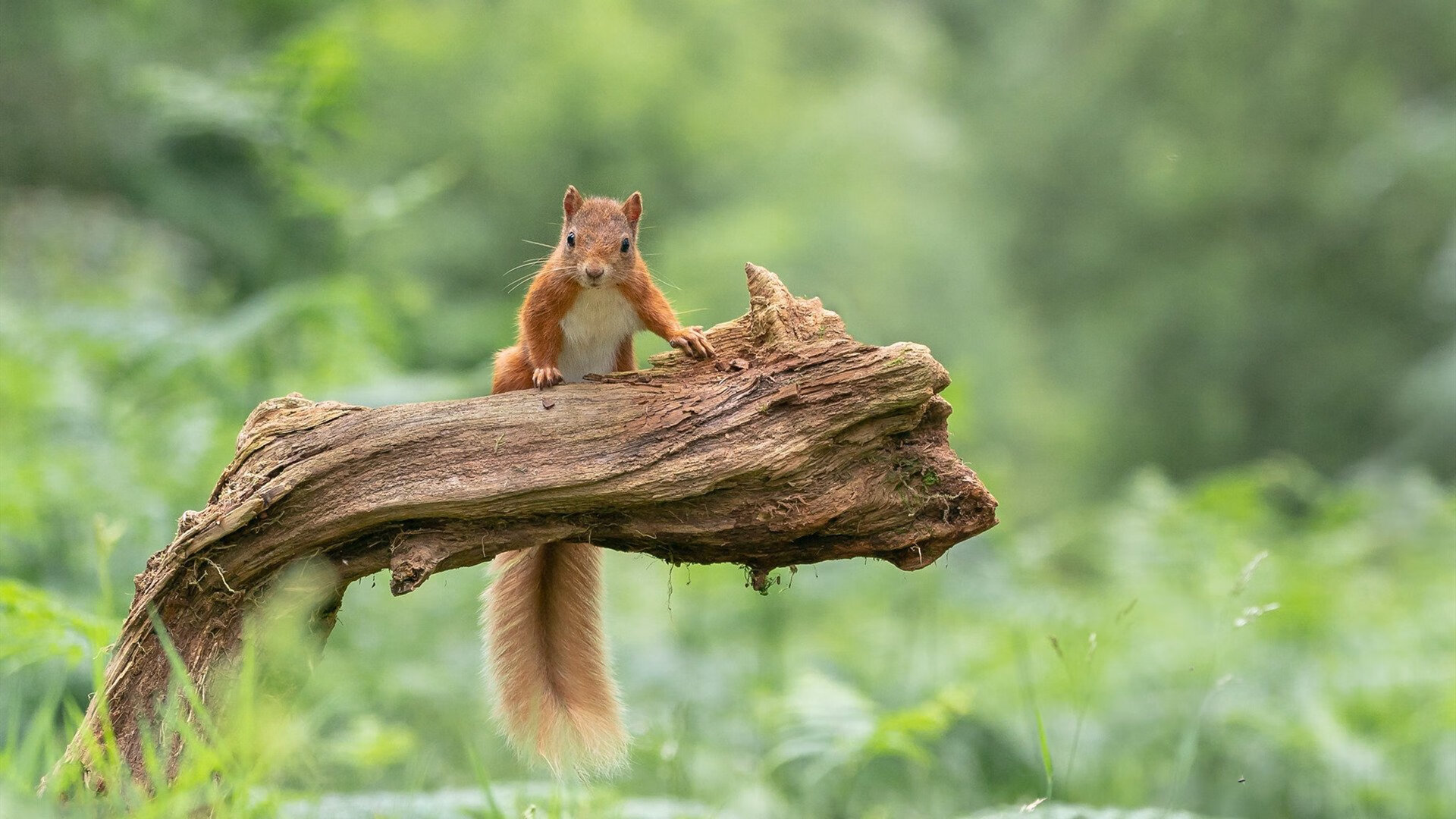 快船收割奇才的夜晚,德罗赞才是那个真正挥镰的人