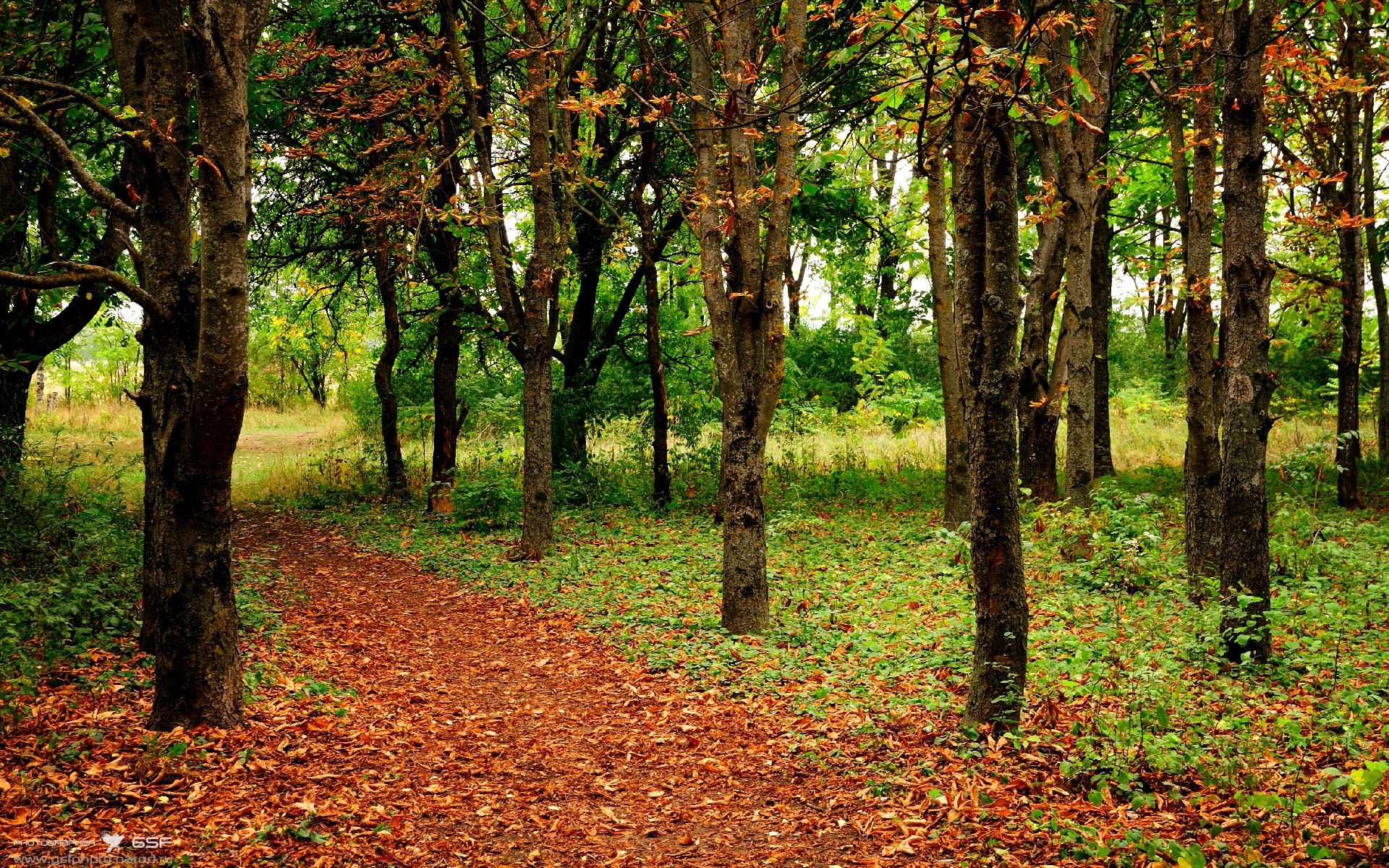 伦纳德节奏掌控致胜,步行者关键战突围太阳