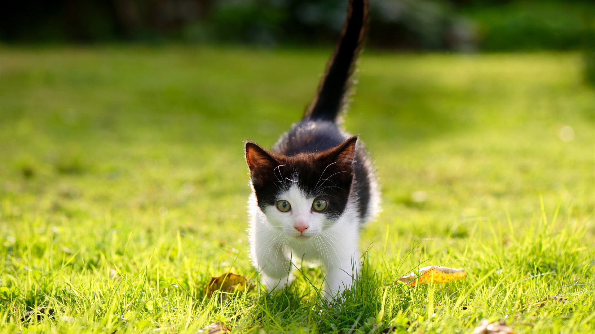 打破纪录夜，霍勒迪的全面爆炸如何炸毁篮网防线？