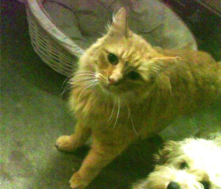 绿茵场的双重奏，C罗的永恒引擎与塞维利亚的战术铁幕