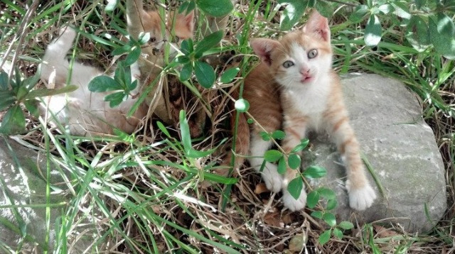 哥伦比亚对阵比利亚雷亚尔，基米希个人能力的完全展现