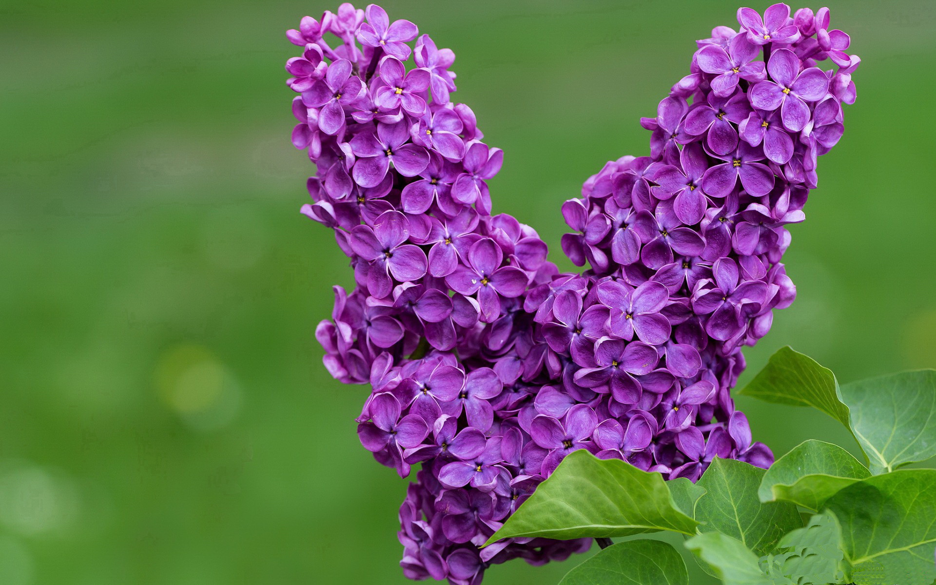麦迪逊不眠夜！詹姆斯关键战不手软，三双率掘金攻克纽约