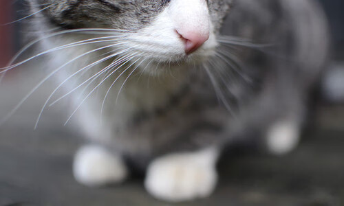 绿翼奇迹,阿什拉夫生涯之夜强行终结沙漠之鹰