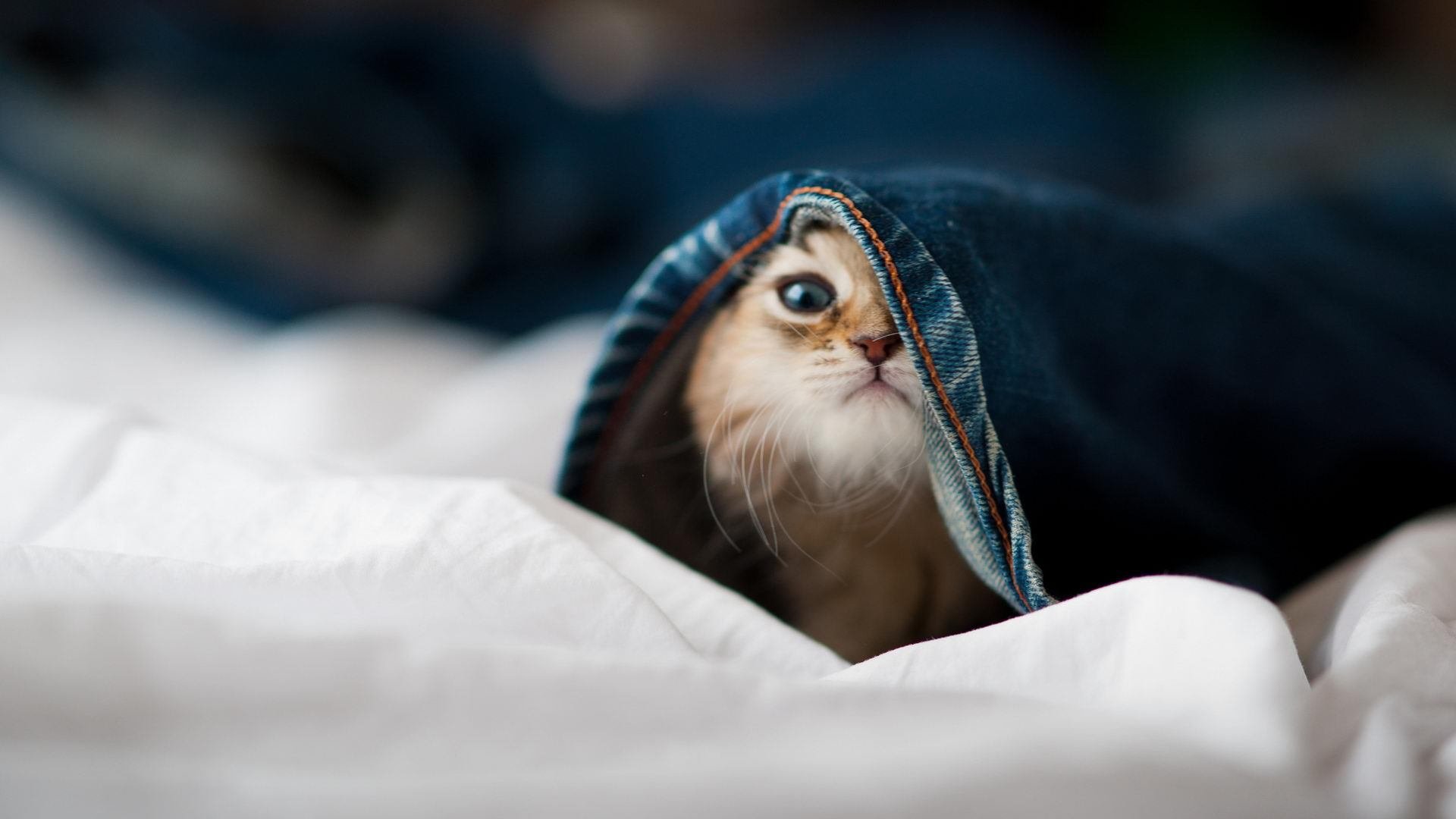 沉默中爆发，卡拉斯科的抢七自证之夜