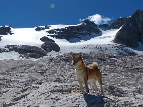 欧冠半决赛之夜，东契奇以巨星风范定义篮球艺术