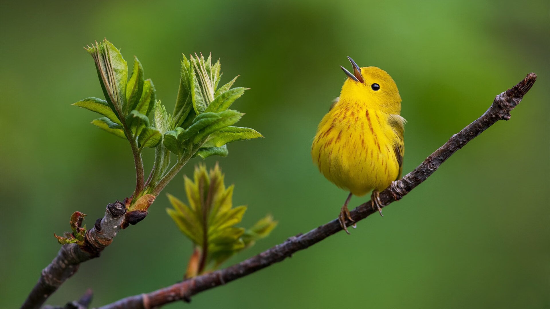 逆转之夜,场边那个不是球员的男人,如何让德甲争冠天平倾斜?