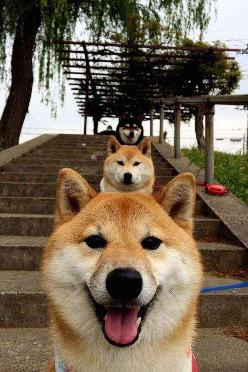 北京队终结广厦队连胜,武切维奇关键时刻闪耀