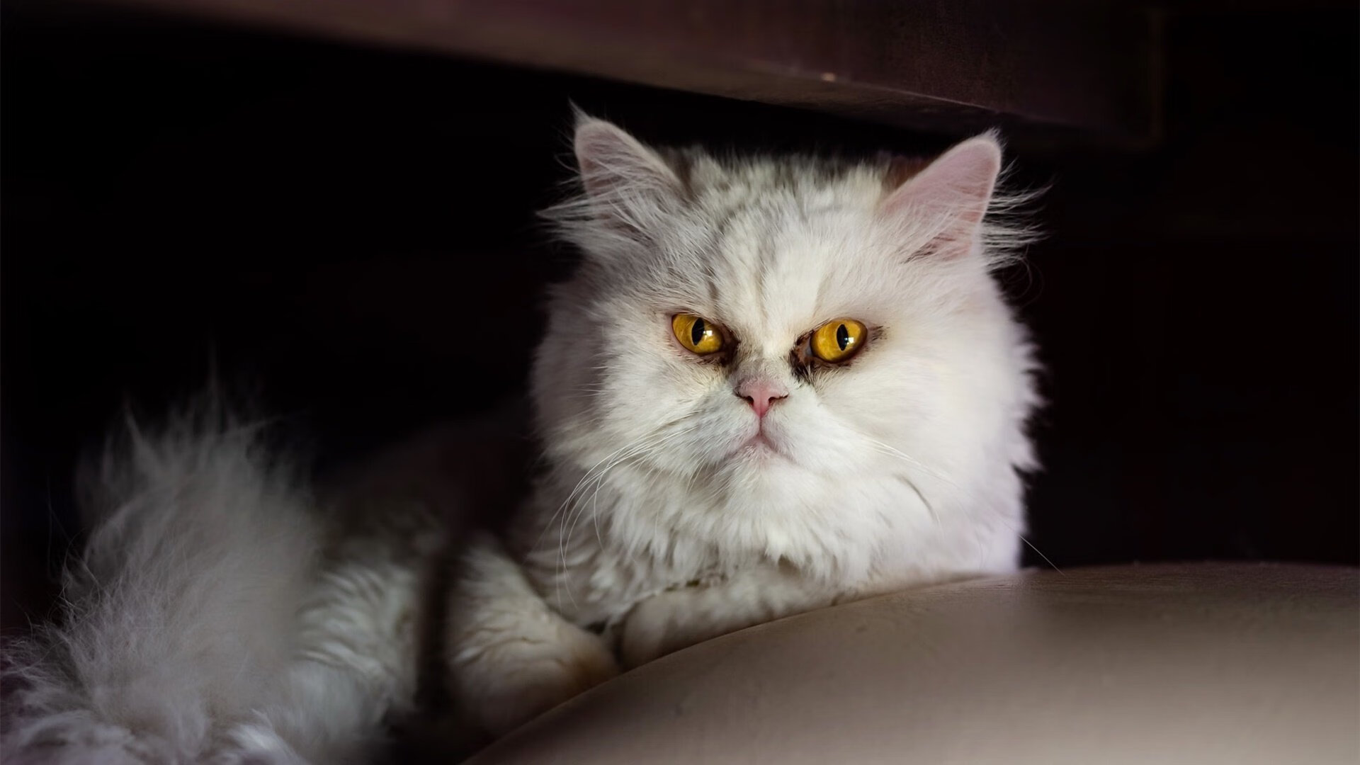 双城记，当凯尔特绿强压辽篮，布伦森如何照亮跨洋赛场？