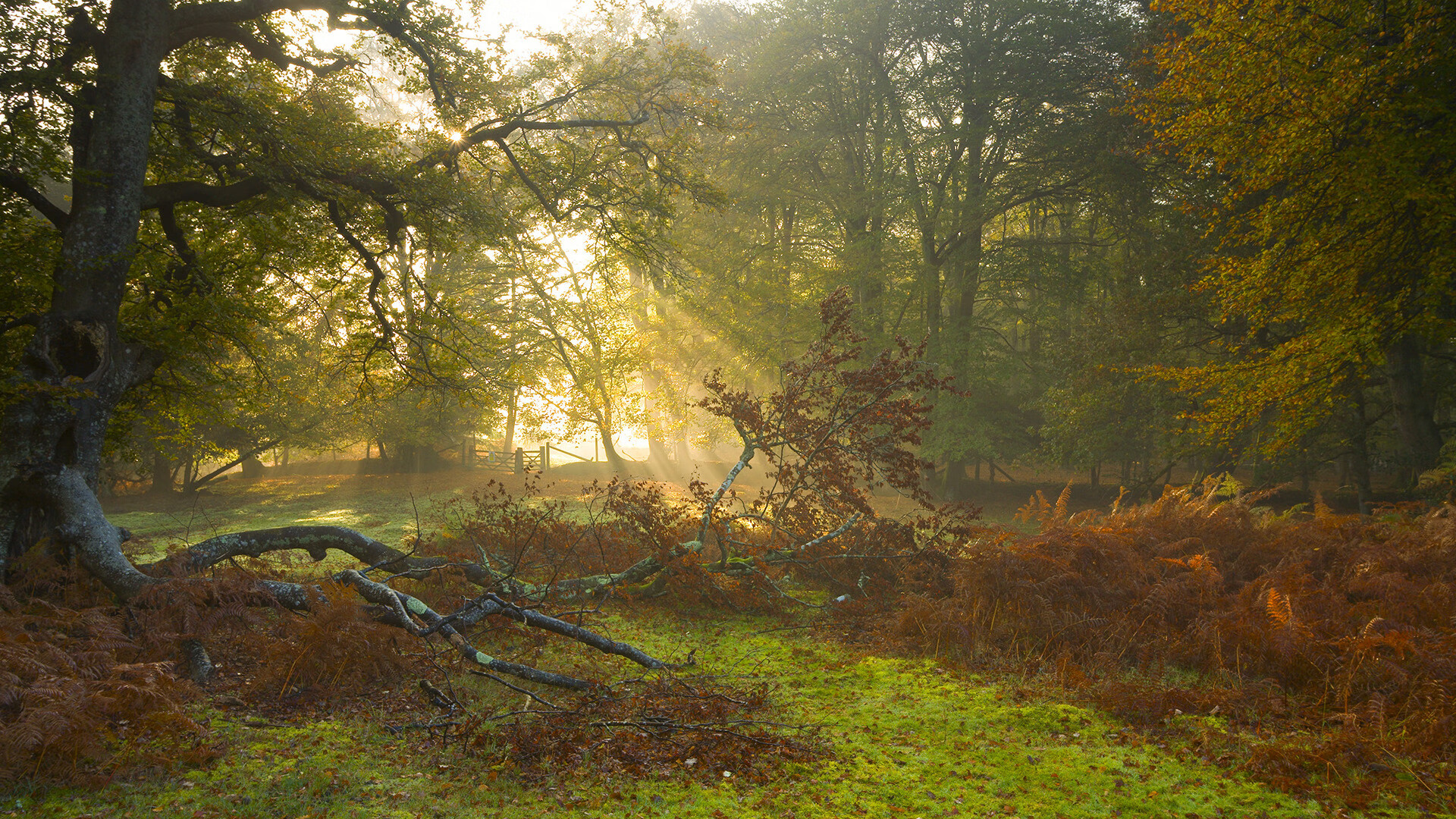 双面英雄，森林狼绝杀夜与霍勒迪的奥运时刻