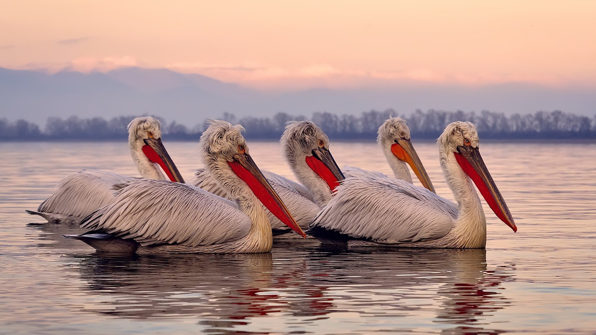 双线闪耀，奥斯梅恩意甲封神，AC米兰加时鏖战擒英格兰