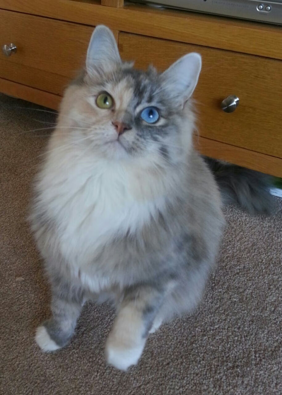 双线掌控，从F1新赛道到利拉德的决胜时刻